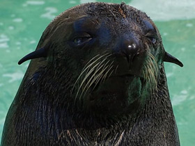 Фото Guadalupe fur seal