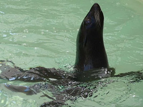 Фото Guadalupe fur seal