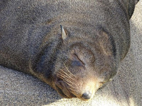 Фото Guadalupe fur seal