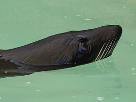 Фото Guadalupe fur seal