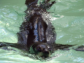 Фото Guadalupe fur seal