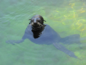 Фото Northern fur seal