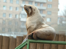 Фото Steller sea lion