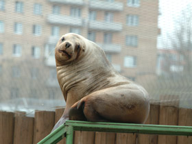 Фото Steller sea lion