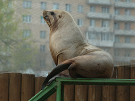 Фото Steller sea lion