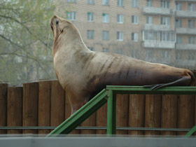 Фото Steller sea lion