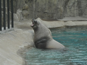 Фото Steller sea lion