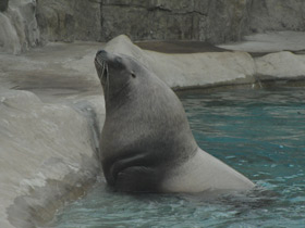 Фото Steller sea lion