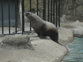 Фото Steller sea lion