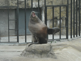 Фото Steller sea lion