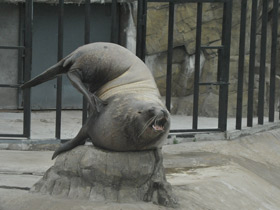 Фото Steller sea lion