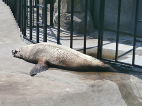 Фото Steller sea lion