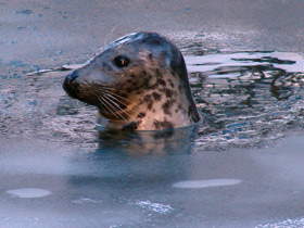 Фото Grey seal