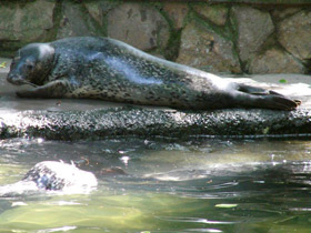 Фото Spotted seal