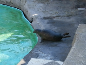 Фото Harbor seal