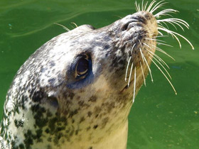 Фото Harbor seal