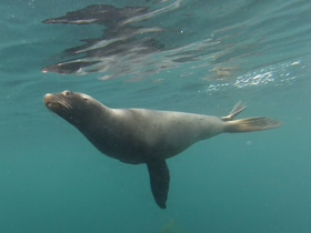 Фото New Zealand sea lion