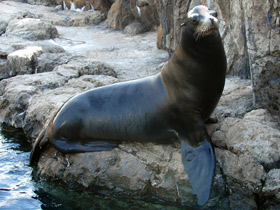 Фото California sea lion