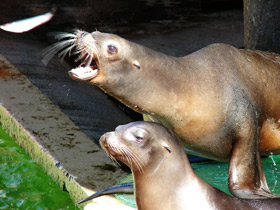 Фото California sea lion