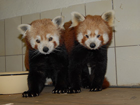 Фото Red panda