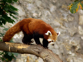 Фото Red panda