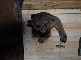 Фото Kinkajou