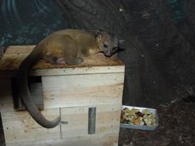 Фото Kinkajou