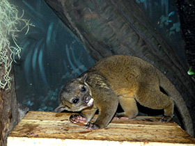 Фото Kinkajou