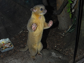 Фото Kinkajou