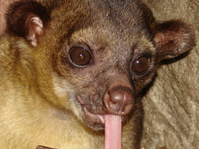 Фото Kinkajou