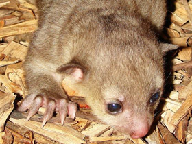 Фото Kinkajou