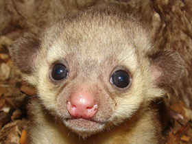 Фото Kinkajou