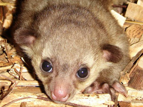 Фото Kinkajou