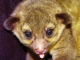 Фото Kinkajou