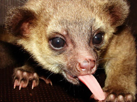 Фото Kinkajou