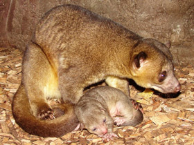 Фото Kinkajou