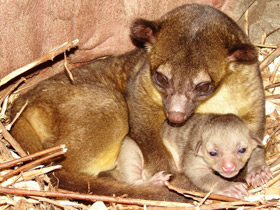 Фото Kinkajou