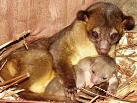 Фото Kinkajou