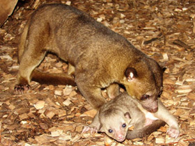 Фото Kinkajou