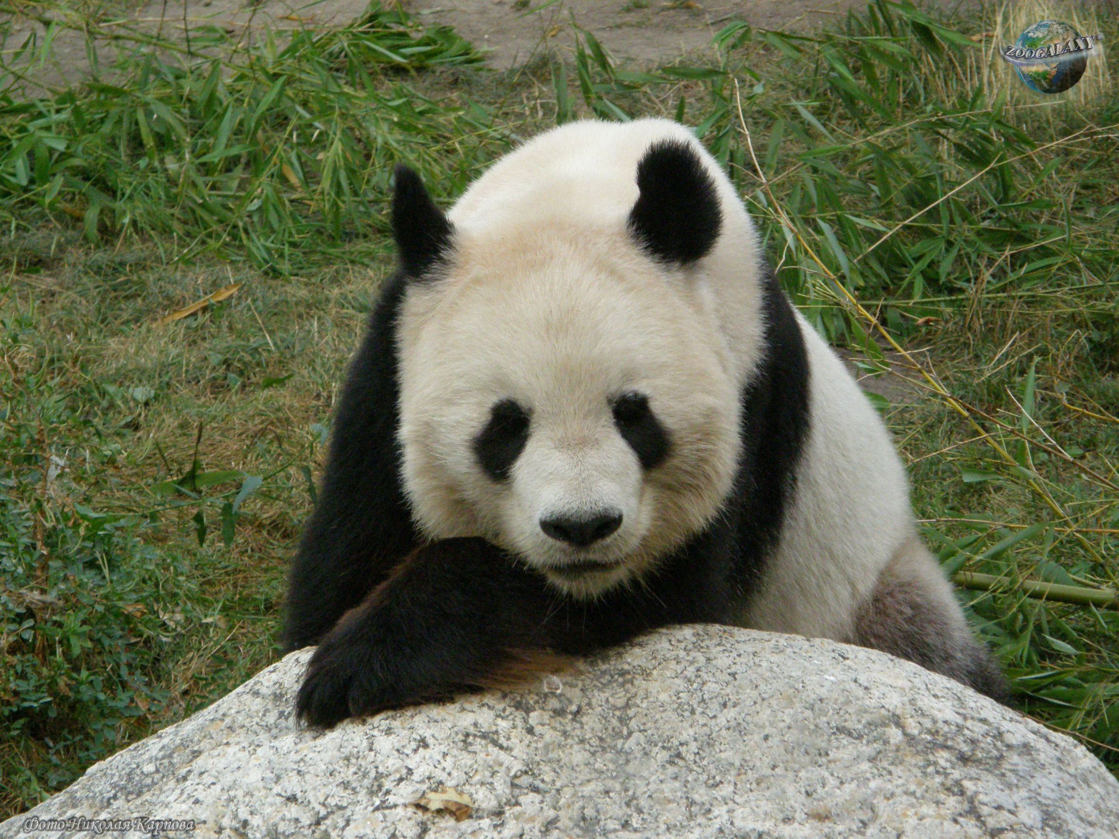 El oso panda es herbívoro