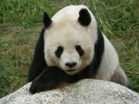 Фото Giant panda