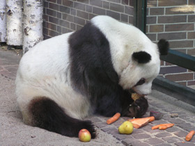 Фото Giant panda