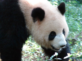 Фото Giant panda