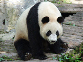 Фото Giant panda