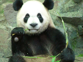 Фото Giant panda