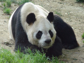 Фото Giant panda