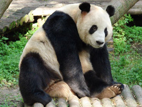 Фото Giant panda