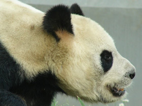 Фото Giant panda