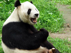 Фото Giant panda