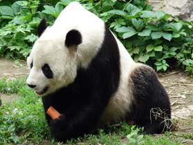 Фото Giant panda
